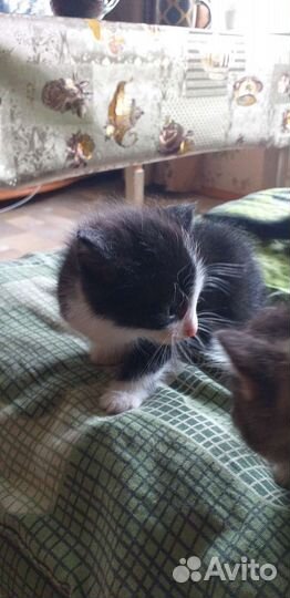 Котятки