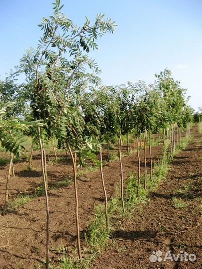 Рябина саженцы