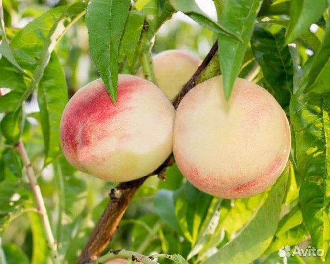 Саженцы Мичуринск