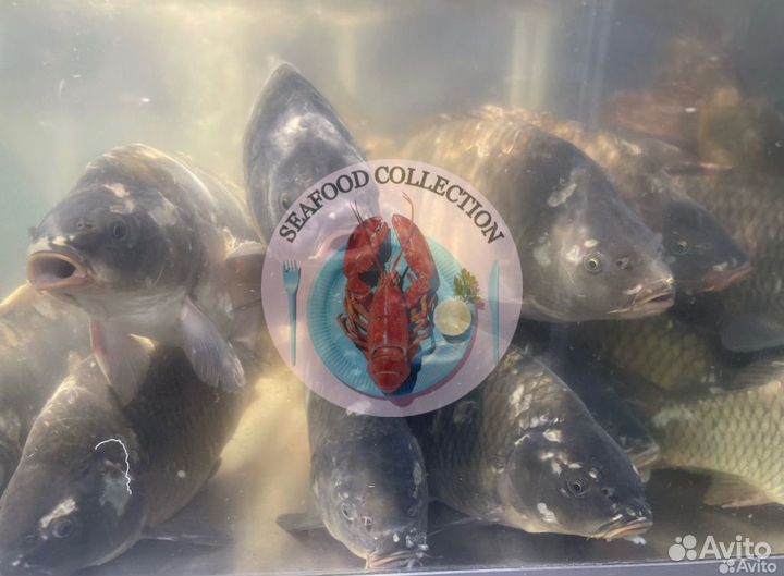 Карп Отборный