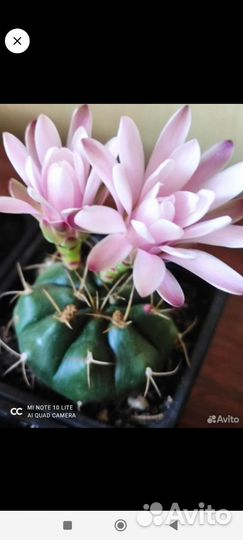 Кактус искусственный