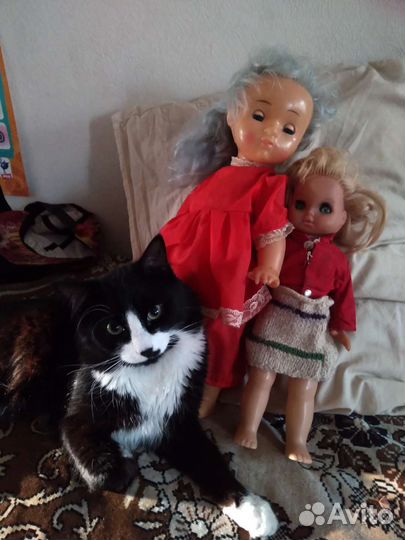 Кот для вязки