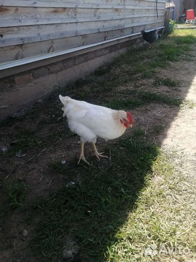 Петух доминант