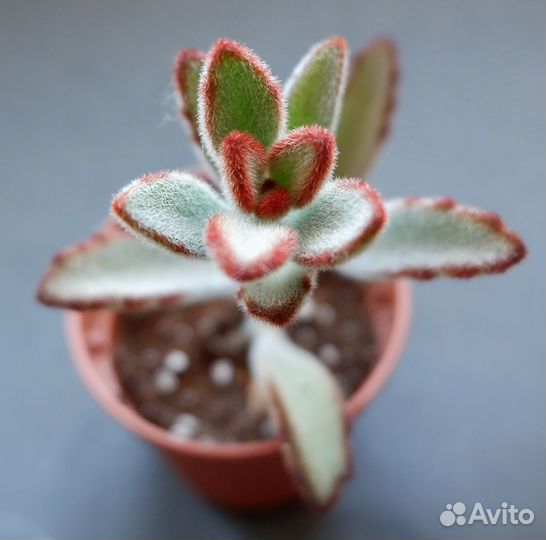 Редкие каланхоэ, алое