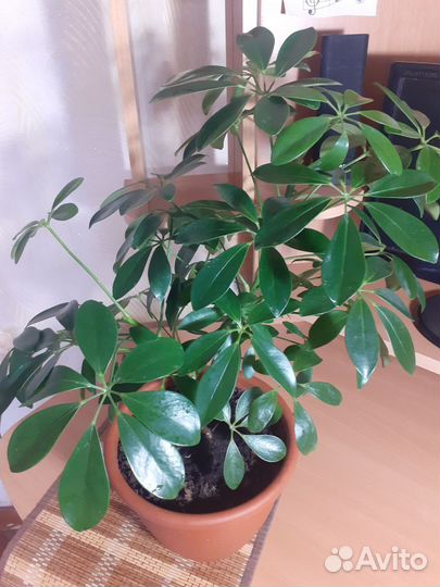 Фикусы и шефлера