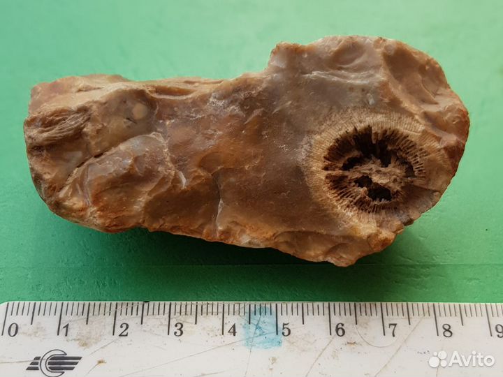 Окаменелость в камне