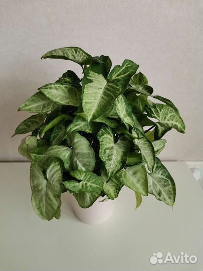 Сингониум Панда белая форма (Panda White Form)