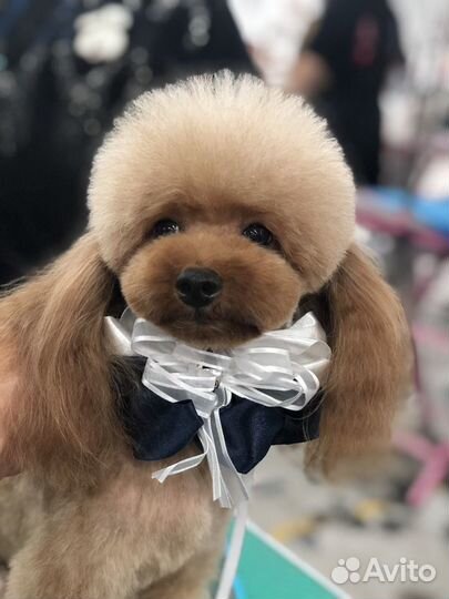 Зоосалон Цацагрум Стрижка кошек и собак