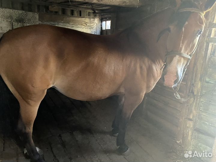 Лошадь жеребая