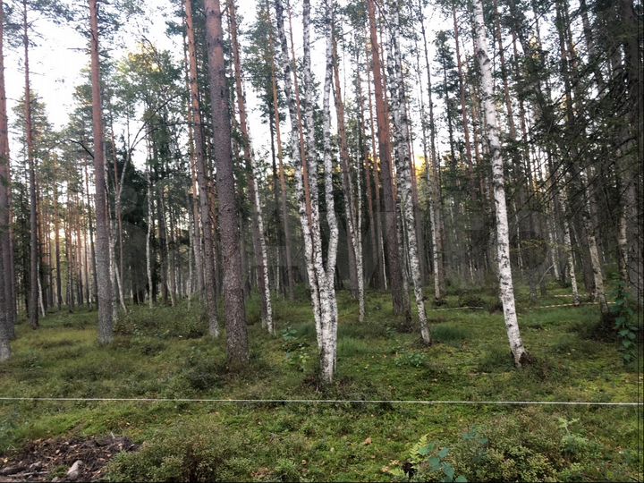 Участок 14 сот. (ИЖС)