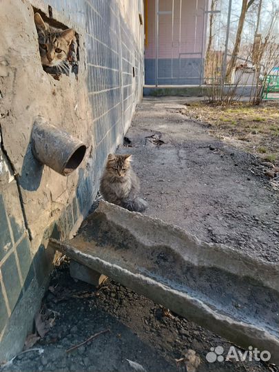 Кошечка в беде