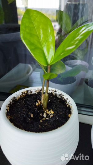 Замиокулькас