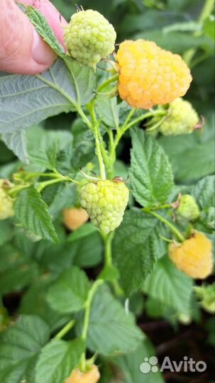 Ремонтантная желтая малина, красная Журавлик