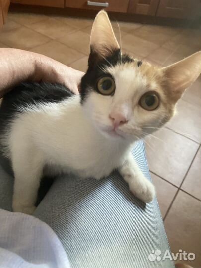 Трехцветный котенок девочка