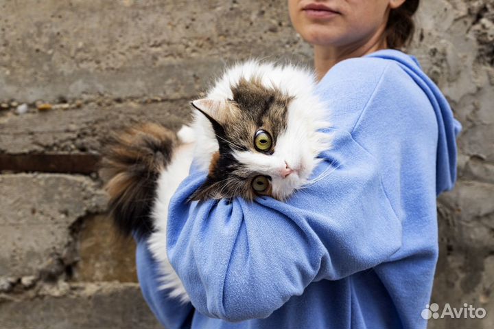 Кошка в добрые руки трехцветная бесплатно