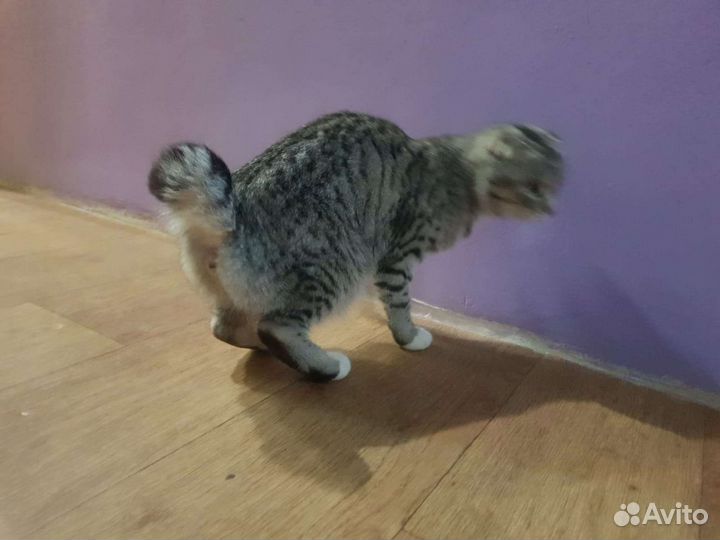 Кошка котята