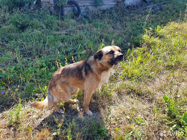 Пристраивается бездомный пёс