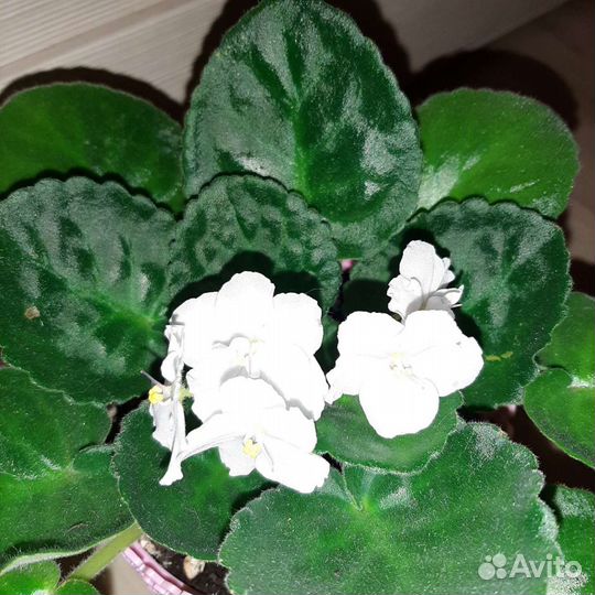 Фиалка белая