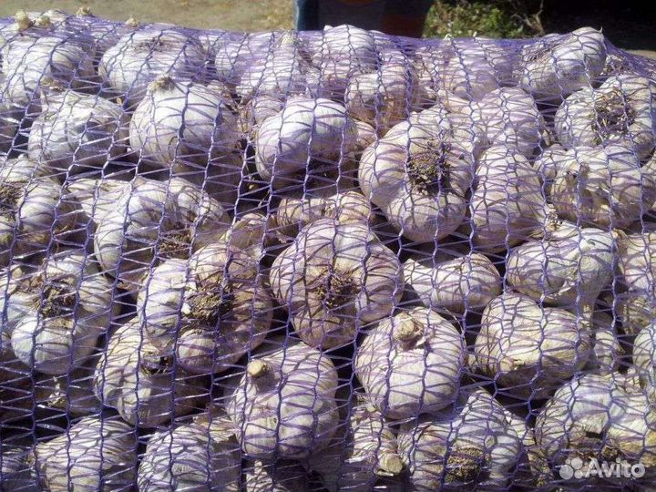 Продам чеснок оптом
