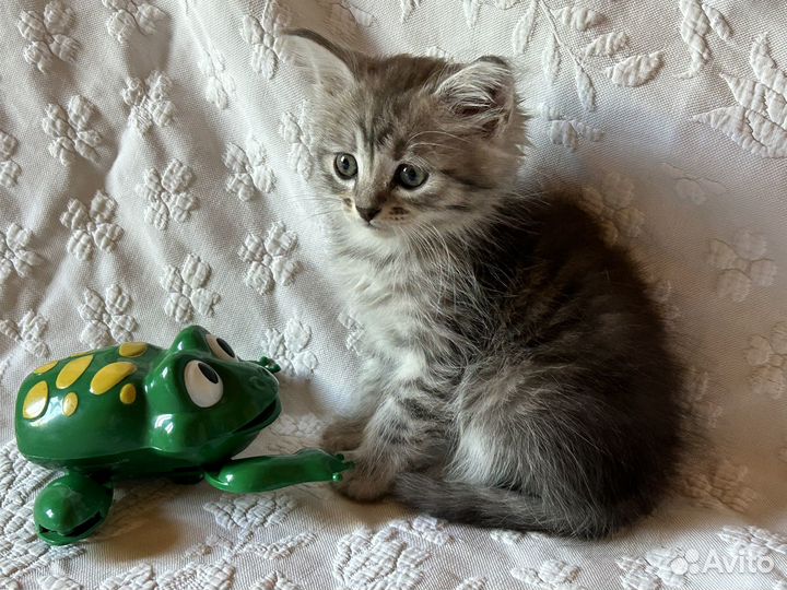 Супер пушистики