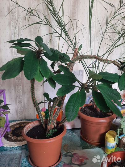 Ахименесы и другие