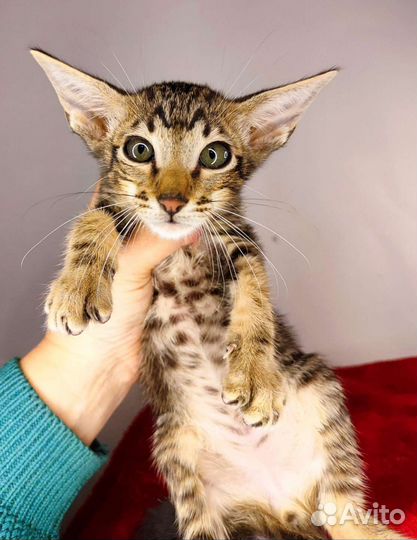 Ориентальный котик мрамор