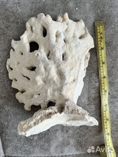 Коралл в аквариум