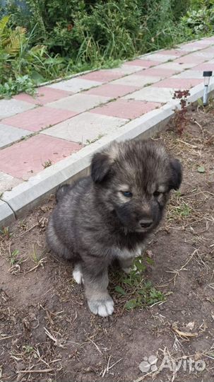 Собаки бесплатно в добрые руки щенки