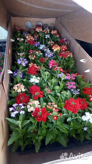 Рассада цветов и овощей оптом