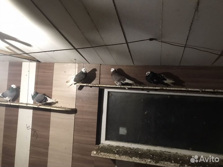 Продажа голубей