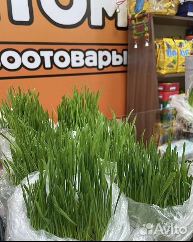 Травка для кошек