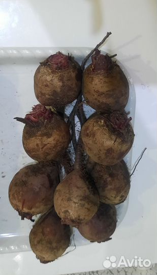 Свекла, морковь