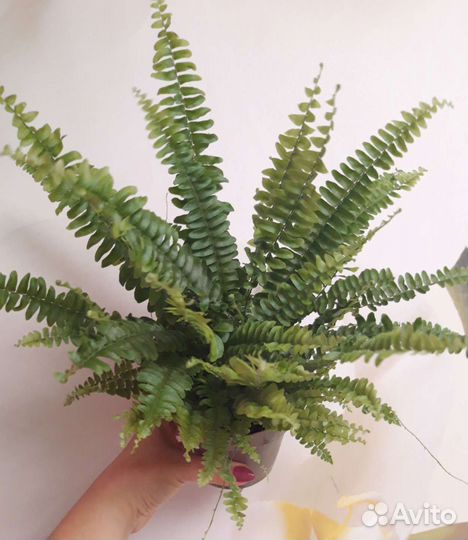 Папоротник нефролепис Грин Леди
