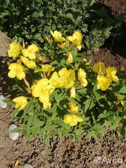 Садовые цветы