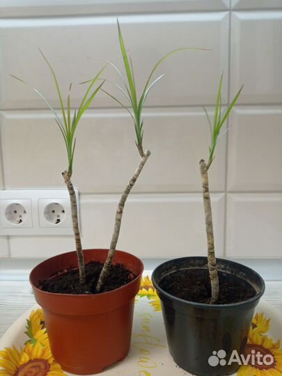 Драцена Маргината