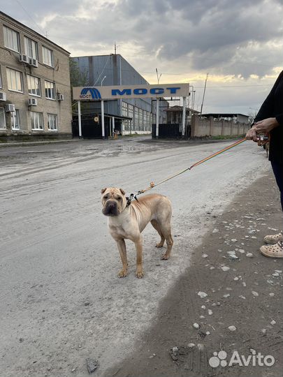 Найдена собака