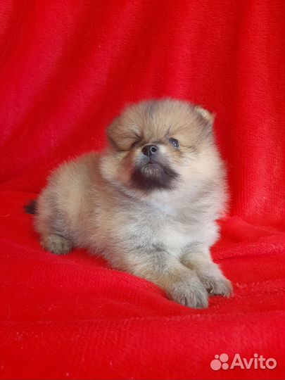 Померанский шпиц