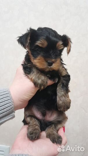 Йоркширский терьер