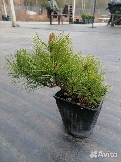 Сосна горная