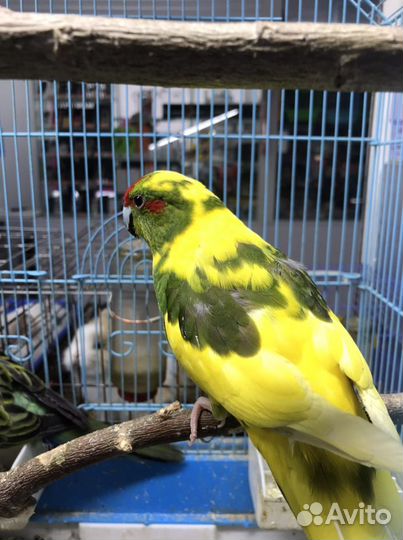 Волнистый попугай птенцы и какарики