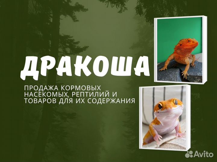 Бородатая агама