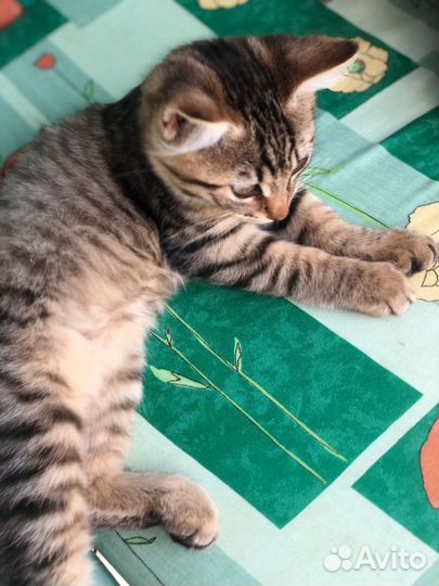 Котенок ручная девочка 3,5 месяца