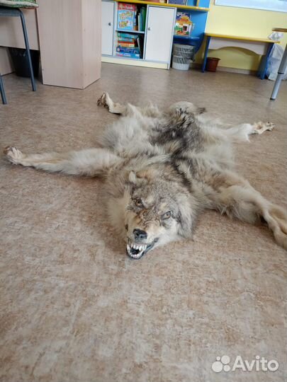 Шкура волка