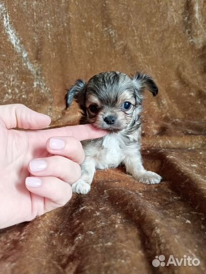 Щенки чихуахуа