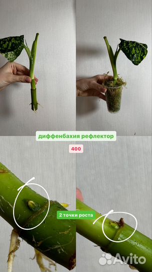 Диффенбахия