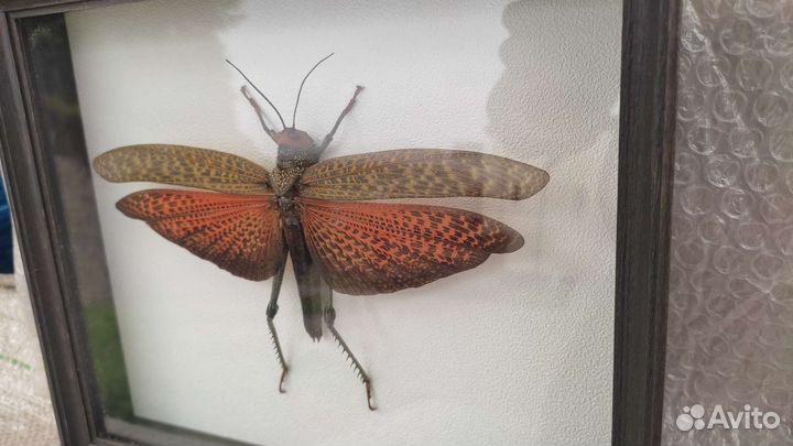 Кузнечик (кобылка) в рамке