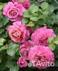 Роза шраб Агнесс Шилингер зкс 4 л