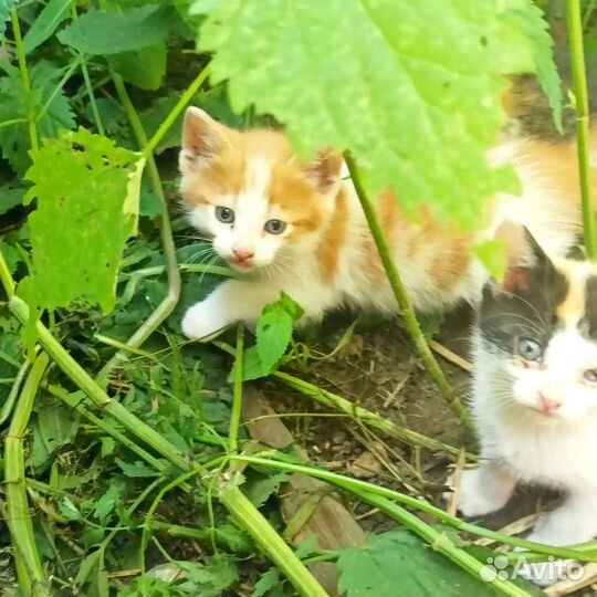 Кошка в дар бесплатно