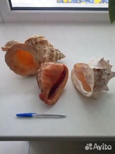 Морские раковины