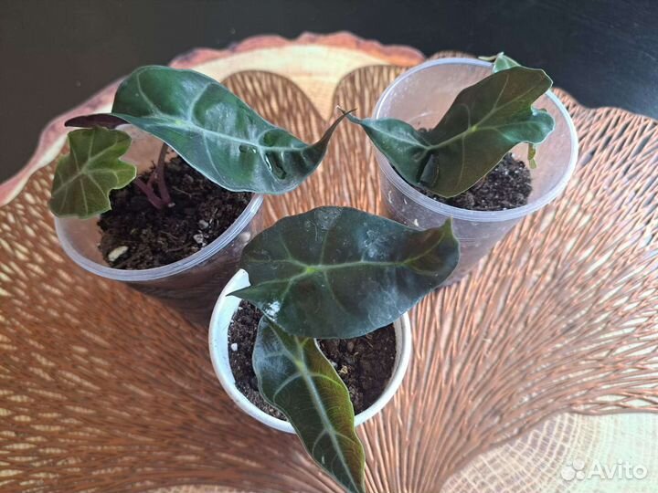 Алоказия Купрея Ред секрет, блэк вельвет, Юкатан